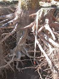 Genetic And Silvicultural Foundations For Management Team Oak Studies