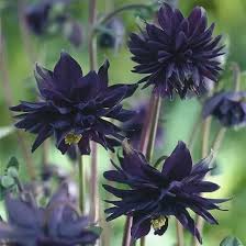 But there are other possible designations. Is There Any Naturally Colored Black Flower Quora