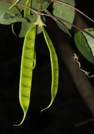 Image result for Macrotyloma