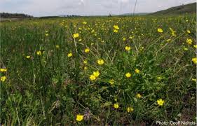Image result for Ranunculus multifidus