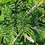 Image result for Acacia brevispica