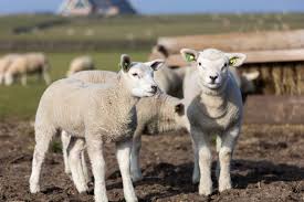 Het Texelse Schaap