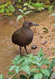 What are some extinct birds? Flightless Bird Back From The Dead Over 10 000 Years After Becoming Extinct