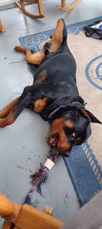 Hi! I'm new to this group. I recently joined because I'd like to find a  large male rottweiler puppy. Preferably with the tail docked. From Thunder  bay Ontario