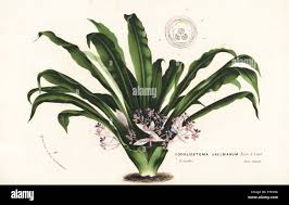 Image result for Dewevrella cochliostema