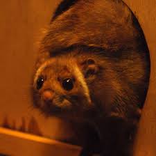 We did not find results for: Japanese Giant Flying Squirrel Wikipedia