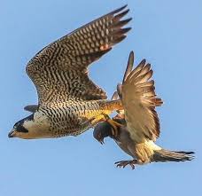 Peregrine Falcon Birds Of Prey Animals Peregrine Falcon With A Catch Natureismetal Peregrine Falcon Birds Of Prey Birds Flying