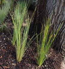 Image result for Ficinia