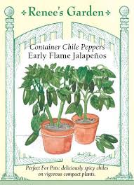 Maybe you would like to learn more about one of these? Early Flame Jalapenos Container Chile Peppers Renee S Garden Seeds