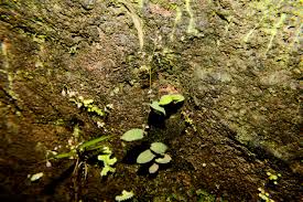 Image result for Pseudechinolaena polystachya