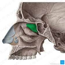 Lateral Wall Of The Nasal Cavity Anatomy And Diagrams Kenhub