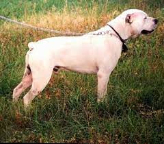 White English Bulldog Dog Breed Information And Pictures