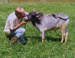 32 Best Zebu Cattle Ideas Zebu Cattle Zebu Cattle