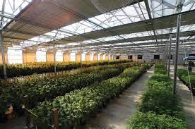 Maybe you would like to learn more about one of these? Harnessing Light Dep Marijuana Venture
