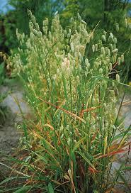 Image result for Briza