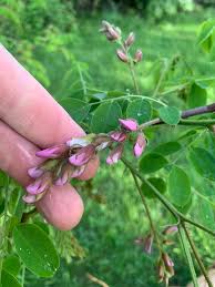 Image result for Kirkia acuminata