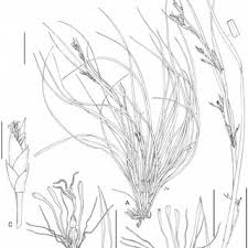 Image result for Costularia natalensis