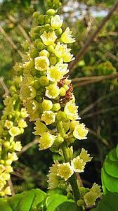 Image result for Gouania tiliifolia