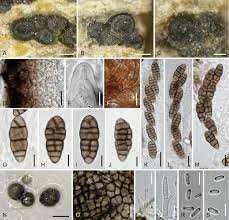 Image result for Heteromorpha sp. agg.