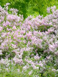 For many, these beautiful and fragrant flowers bring treasured. Lilacs Chicago Botanic Garden