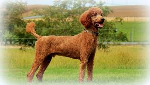 Vip puppies works with responsible standard poodle breeders across the united states. Standard Poodle Puppies For Sale Adopt Your Puppy Today Infinity Pups