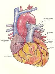 Maybe you would like to learn more about one of these? Coronary Arteries Anterior View Labeled Ecg Guru Instructor Resources