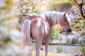 Nothing can stop this nothing. Professionelle Pferdefotografie Fotoshooting Pferd Und Mensch