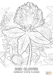 Vermont State Flower Coloring Page Free Printable Coloring Pages Coloring Pages Nature Flower Coloring Pages Coloring Pages