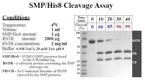 Slmt menonton vidionya jgn lupa like k. Sumo Protease Nucleus Biotech