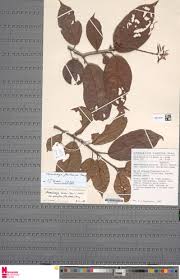 Image result for Maesobotrya floribunda