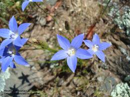 Image result for Wahlenbergia erecta