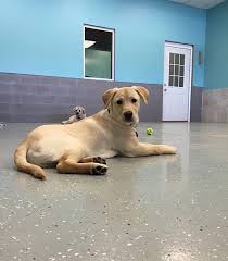 Welcome to bark avenue pet resort! Pet Resort In West Des Moines Ia Bark Ave West