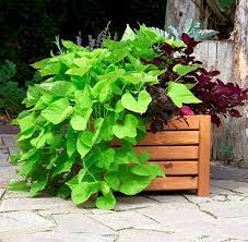 Check spelling or type a new query. Bogateco Fioriera Per Esterni In Legno Bianco Con Agro Tessile Arriva Assemblato Costruzione E Impregnato Robusta Perfetto Per Giardino Terrazza Balcone Scatola Quadrata 38 X 38 Cm Vasi E Accessori Per Piante Giardino