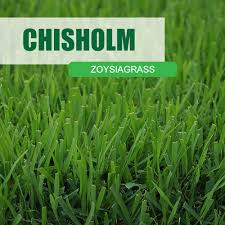 This calendar of suggested management practices is palisades was developed at texas a&m's agricultural experiment station from a zoysia with. Palisades Zoysia Carolina Fresh Farms