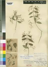 Image result for Hippocratea buchananii