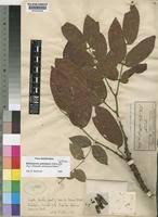 Image result for Pilostyles aethiopica