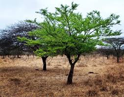 Image result for Acacia robusta