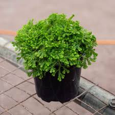 Image result for Selaginella kraussiana