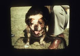 Bildergebnis für Stephen Laub