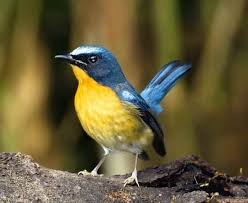 Memelihara murai batu memang gampang gampang susah, namun bagi penghobi maniak rasanya susahnya tidak terasa yang ada hanya senang. Http Hargacara Com Harga Burung Gelatik Html Beautiful Birds Flycatcher Bird Species