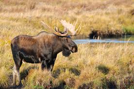 Complete player biography and stats. Moose Facts About The Largest Deer Live Science