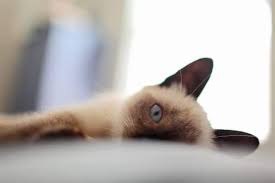 Although there are no true hypoallergenic cat breeds, some might be less likely to cause allergies than others. Are Siamese Cats Hypoallergenic Pets Kb