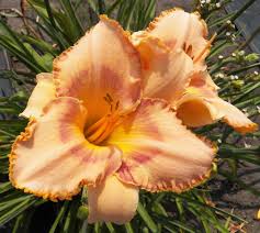 Related to peach stella daylily. Stella Rae Of Sunshine Spring Fever Daylilies