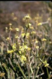 Image result for Cynanchum viminale