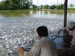 Image result for fish farming