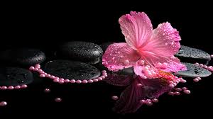 Hibiscus And Pearls On Spa Stones Computer Wallpapers Desktop Backgrounds 3999x2249 Id 690808 Hibiscus Flowers Beautiful Wallpapers