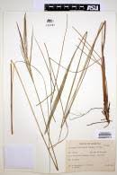 Image result for Axonopus flexuosus