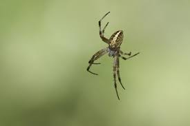 Trotzdem sind nur wenige familien wie zum beispiel die springspinnen zum formensehen befähigt. Orb Weaver Spider Wildlife Heritage Foundation