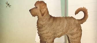 Check spelling or type a new query. Goldendoodles Canvas Wall Art Icanvas