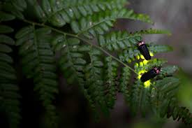 Firefly Conservation | Blog | Iowa Natural Heritage Foundation